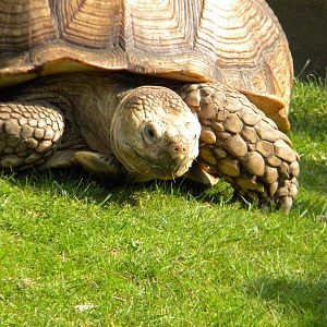 African Spurred Tortoise at Blackpool Zoo 27th March 2011
