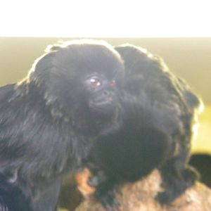 Goeldi's Monkey at Blackpool Zoo 27th March 2011