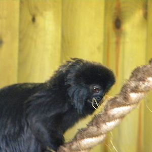 Goeldi's Monkey at Blackpool Zoo 27th March 2011