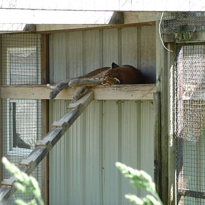 Temminck's Golden Cat