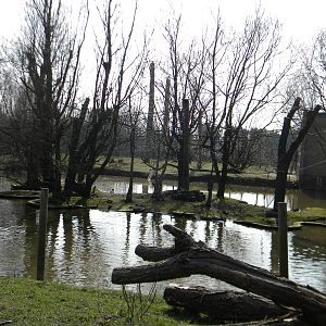 Pileated Gibbon island enclosure at Blackpool Zoo 27th March 2011