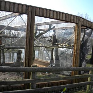 Goeldi's Monkey outdoor enclosure construction at Blackpool Zoo 27th March
