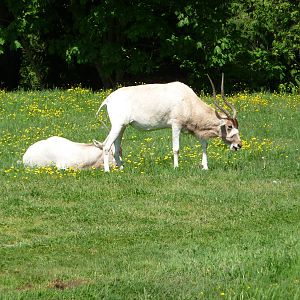 Addax