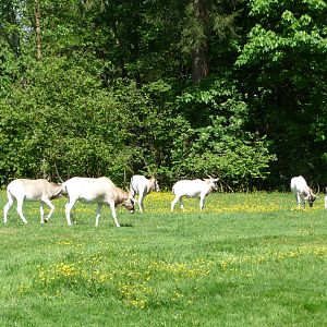 Addax Paddock