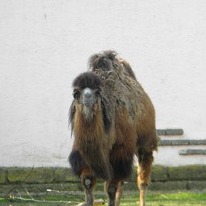 Bactrian Camel at Blackpool Zoo 27th March 2011
