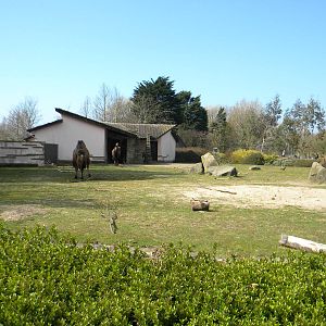 Bactrian Camel Paddock at Blackpool Zoo 27th March 2011