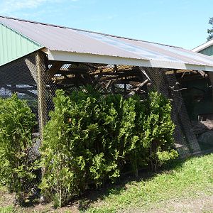Saki Monkey Enclosure