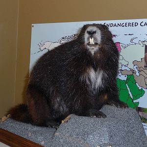 Vancouver Island Marmot - Stuffed