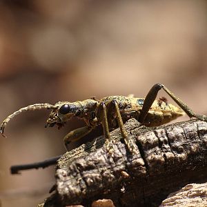 Rębacz szary (Rhagium mordax
