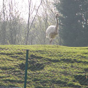 Albino Greater Rhea at Blackpool Zoo 27th March 2011