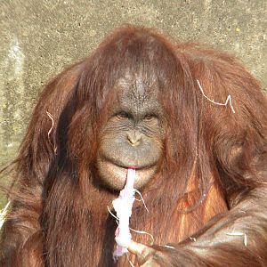 Summer the Bornean Orangutan at Blackpool Zoo 27th March 2011