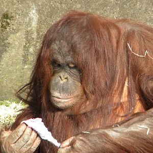 Summer the Bornean Orangutan at Blackpool Zoo 27th March 2011