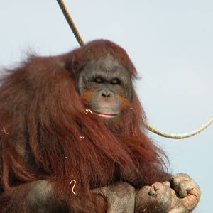 Ramon the Bornean Orangutan at Blackpool Zoo 27th March 2011
