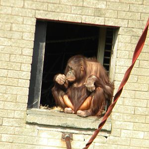 Cherie the Bornean Orangutan at Blackpool Zoo 27th March 2011