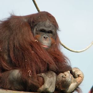 Ramon the Bornean Orangutan at Blackpool Zoo 27th March 2011