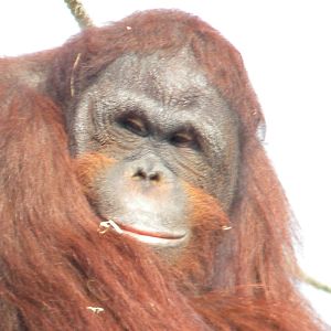 Ramon the Bornean Orangutan at Blackpool Zoo 27th March 2011
