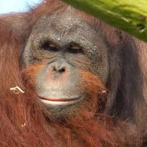 Ramon the Bornean Orangutan at Blackpool Zoo 27th March 2011
