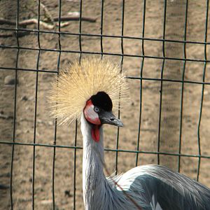 East African Crowned Crane at Blackpool Zoo 27th March 2011
