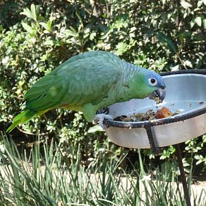 blue crowned amazon parrot chapultepec zoo