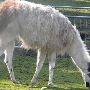 Llama at Blackpool Zoo 27th March 2011