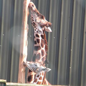 HYBRID Giraffes at Blackpool Zoo 27th March 2011