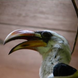 Von Der Decken's Hornbill at Blackpool Zoo 27th March 2011