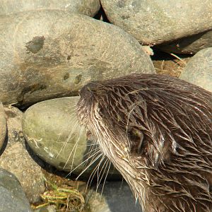 Oriental Short Clawed Otter at Blackpool Zoo 27th March 2011