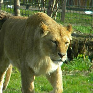 African Lionesses at Blackpool Zoo 27th March 2011