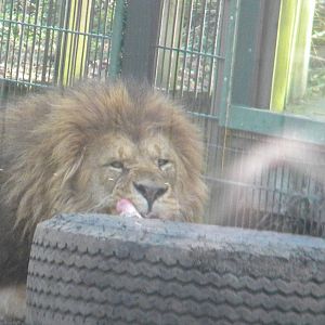Wallace the African Lion at Blackpool Zoo 27th March 2011