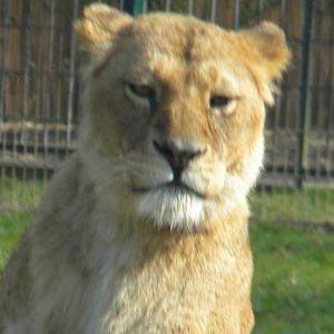 African Lionesses at Blackpool Zoo 27th March 2011
