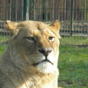 African Lionesses at Blackpool Zoo 27th March 2011