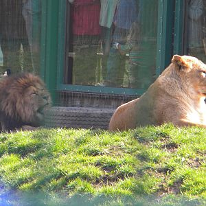 African Lions at Blackpool Zoo 27th March 2011