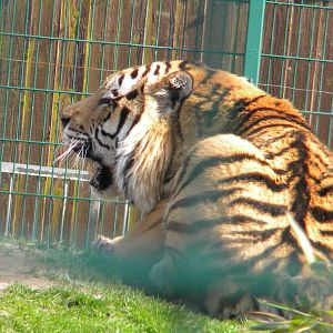 Zambar the Amur Tiger at Blackpool Zoo 27th March 2011