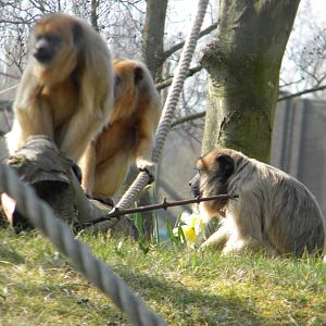 Female Black Howler Monkeys at Blackpool Zoo 27th March 2011