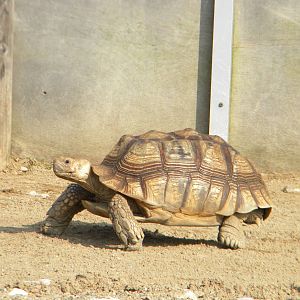 African Spurred Tortoise at Blackpool Zoo 27th March 2011
