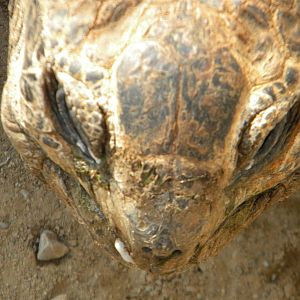 Darwin the Seychelles Tortoise at Blackpool Zoo 27th March 2011