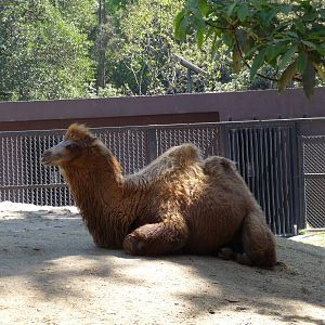 young bactrian camel chapultepec zoo