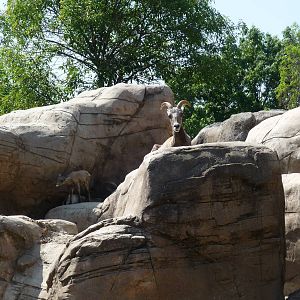 desert bighorn sheep  female and young chapultepec zoo