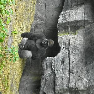 Lowlands Gorilla