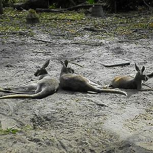 Red Kangaroos