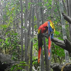 Macaws-Animal Kingdom