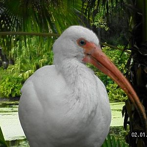 Help with I.D-Animal Kingdom