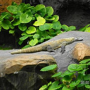Komodo Dragon