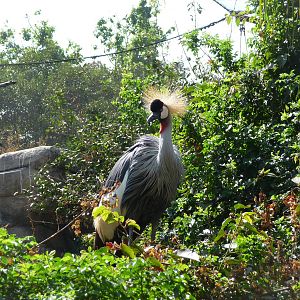 crowned crane chapultepec zoo