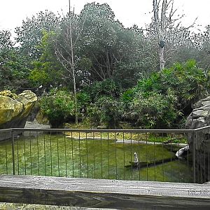 American Crocodile Exhibit