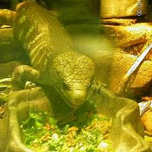 Prehensile Tailed Skink