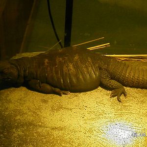 Uromastyx