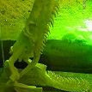 Reticulated Python Skull