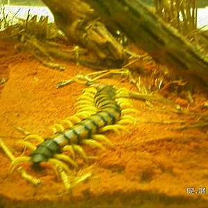 Tiger Centipede