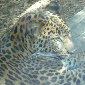 leopard chapultepec zoo